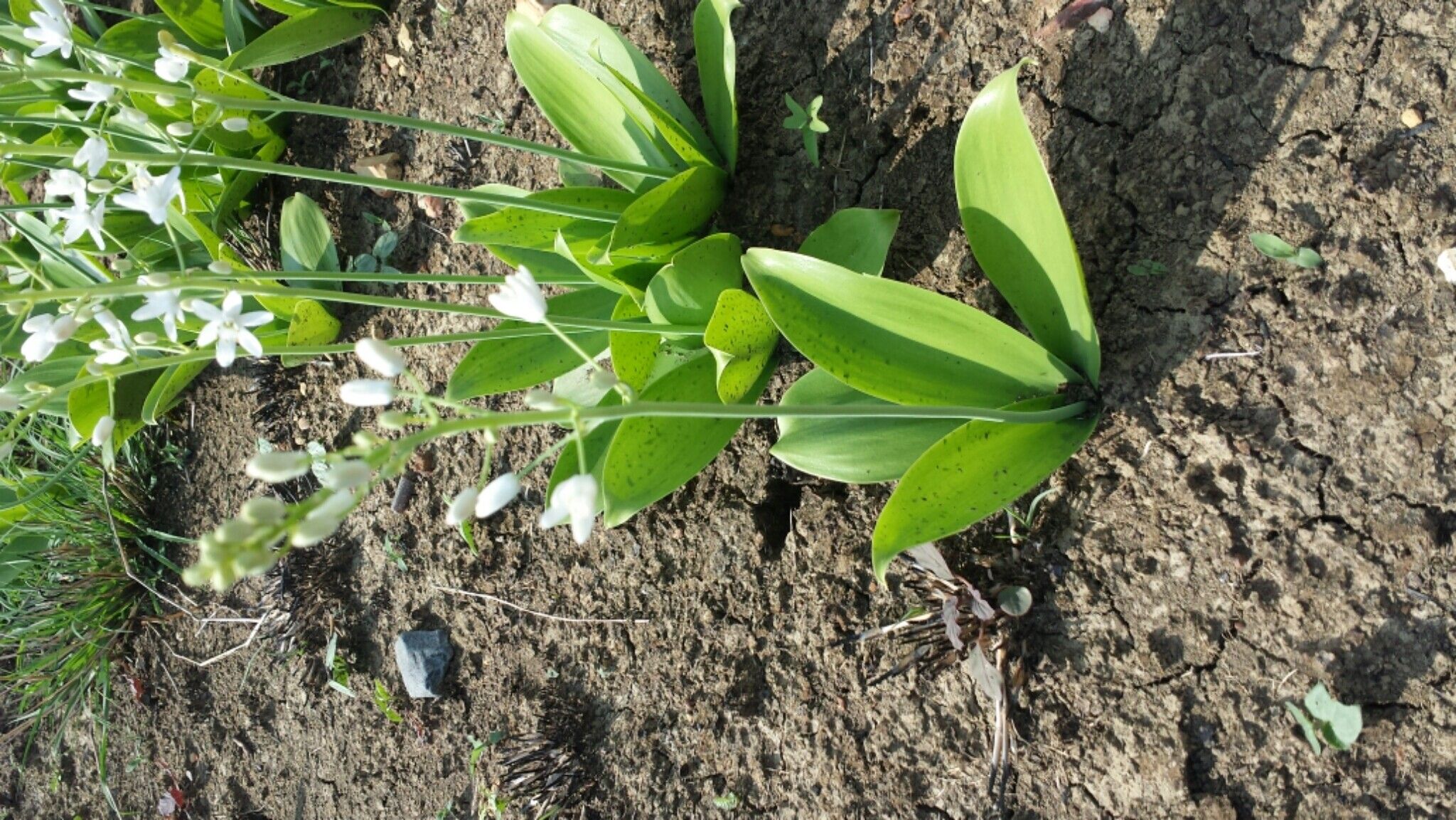 Ornithogalum convallarioides flower