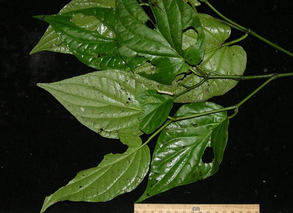 Piper holdridgeanum other