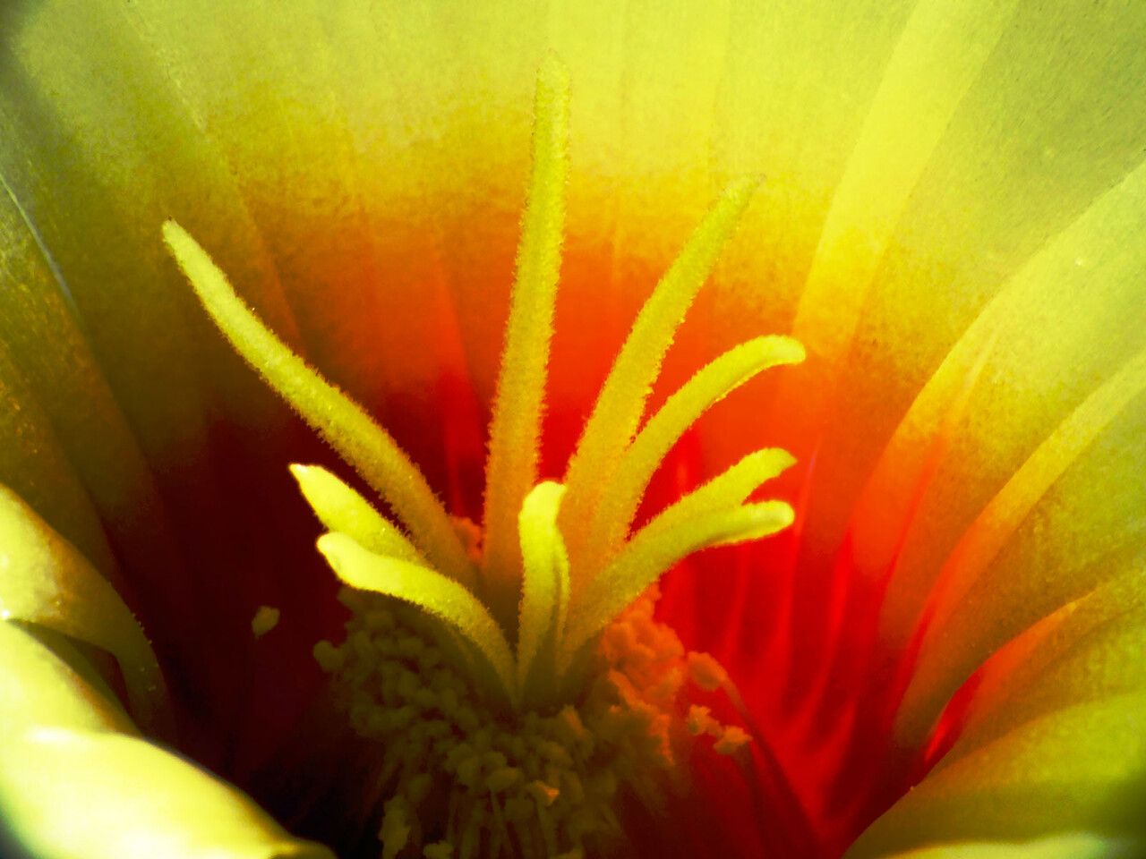 Astrophytum capricorne flower