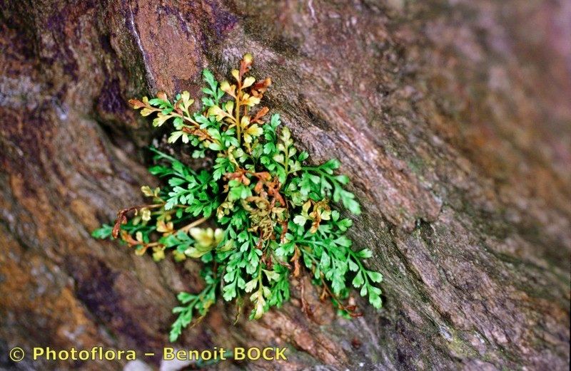 Asplenium x costei — houseplant care guide