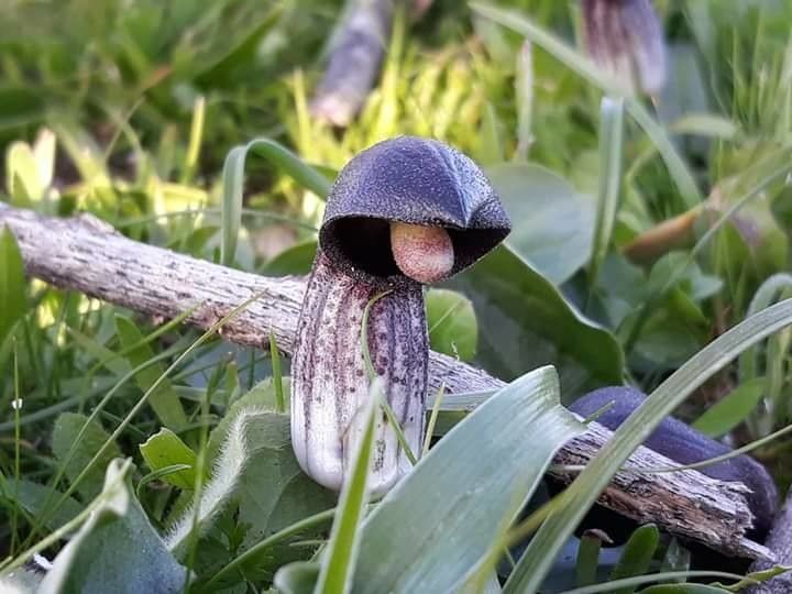 Arisarum simorrhinum fruit