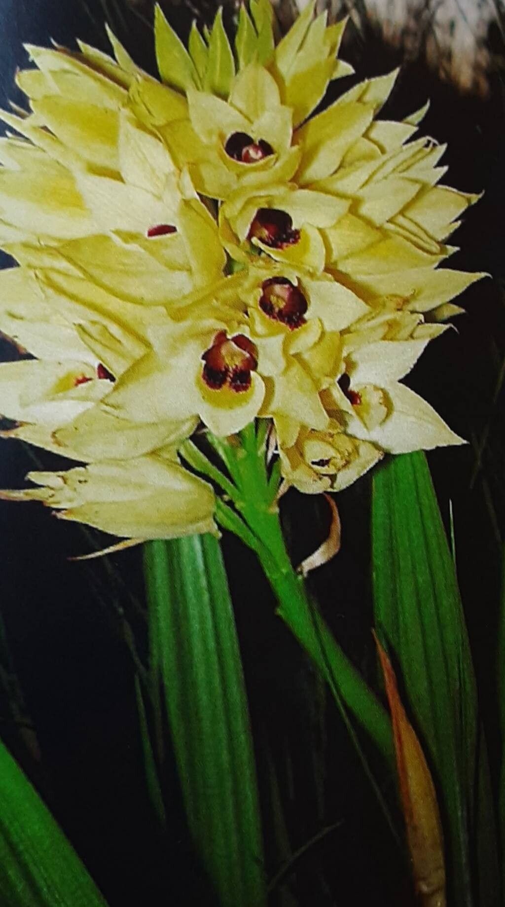 Eulophia zeyheriana habit