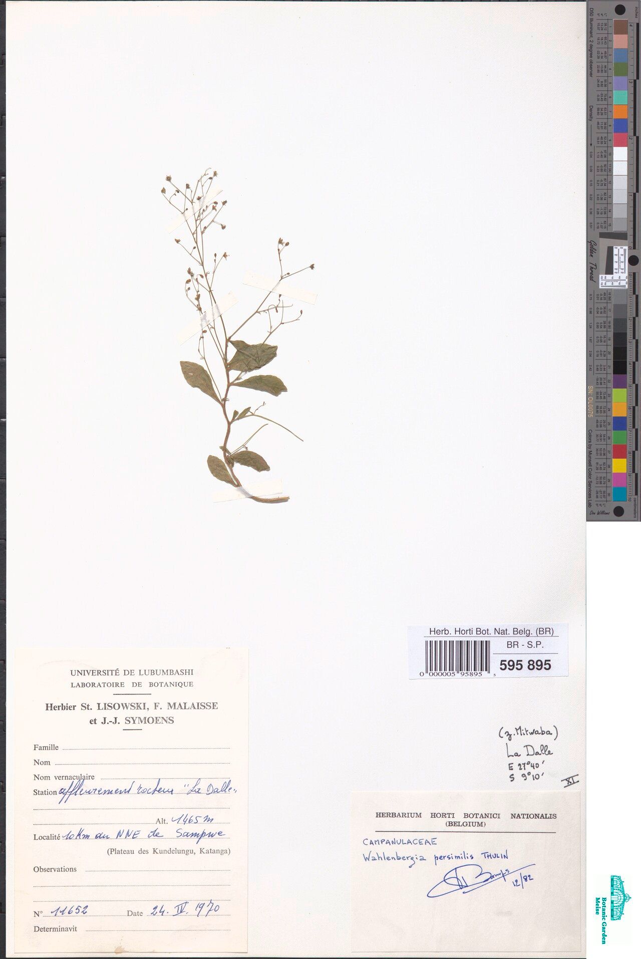 Wahlenbergia persimilis — houseplant care guide