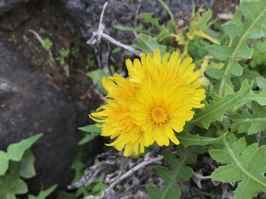 Sonchus radicatus flower