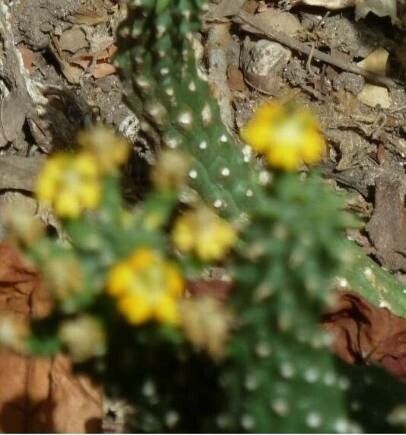 Euphorbia inermis flower