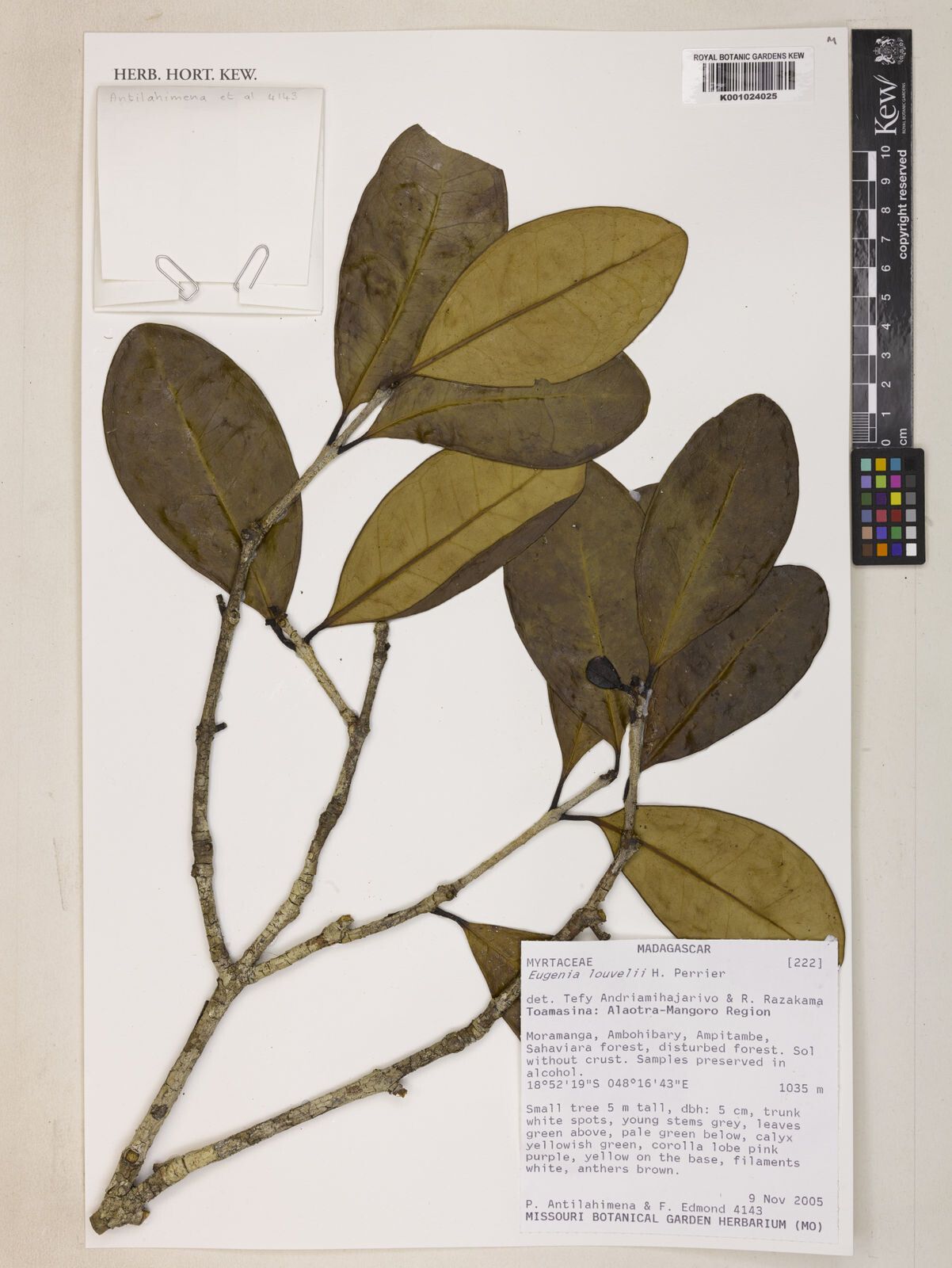 Eugenia louvelii — houseplant care guide