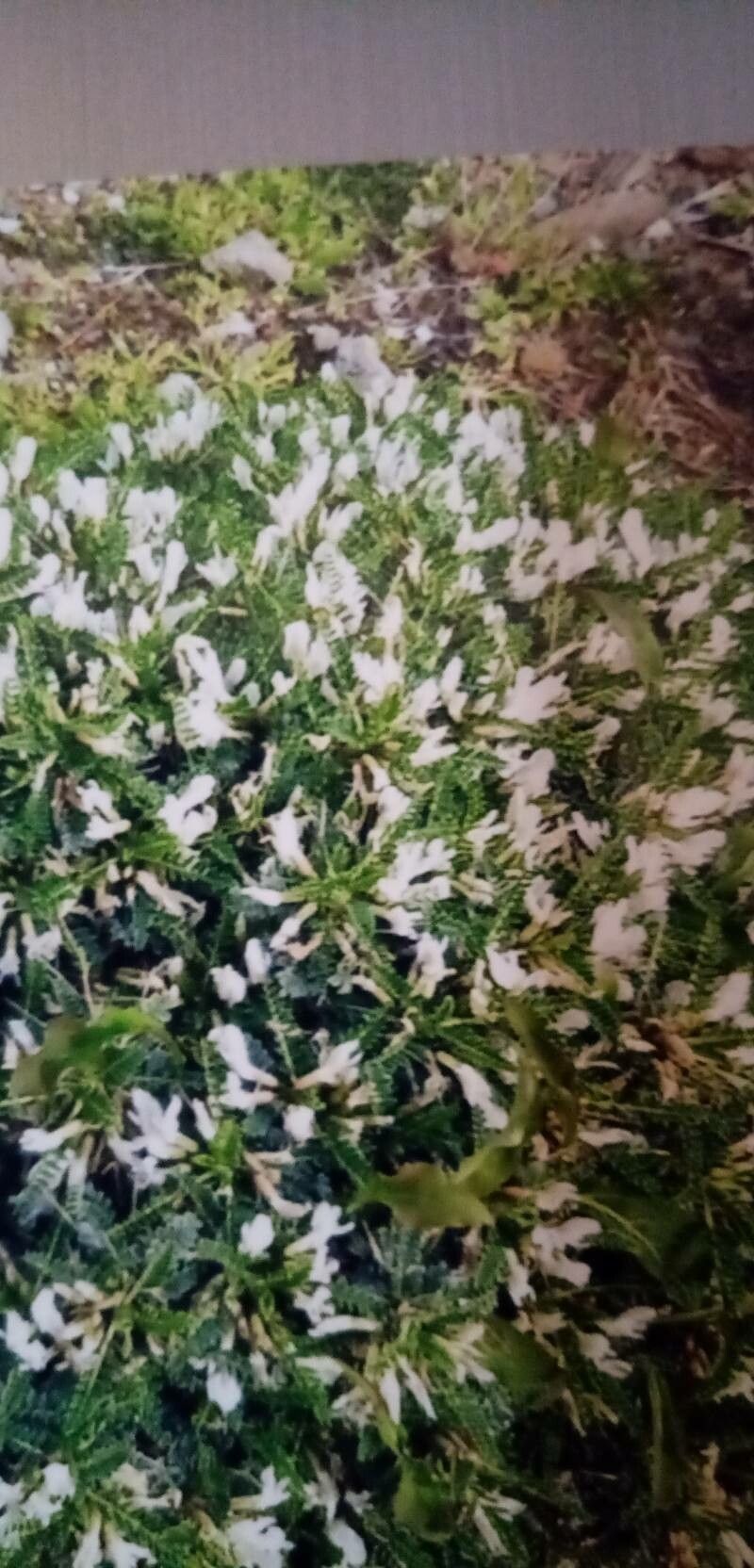 Astragalus terraccianoi flower