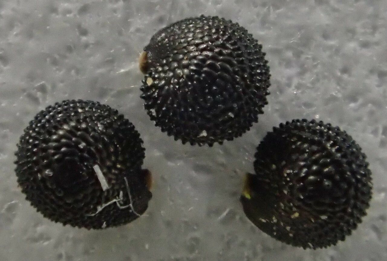 Montia arvensis fruit