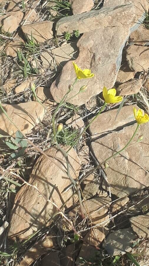 Linum aristatum bark