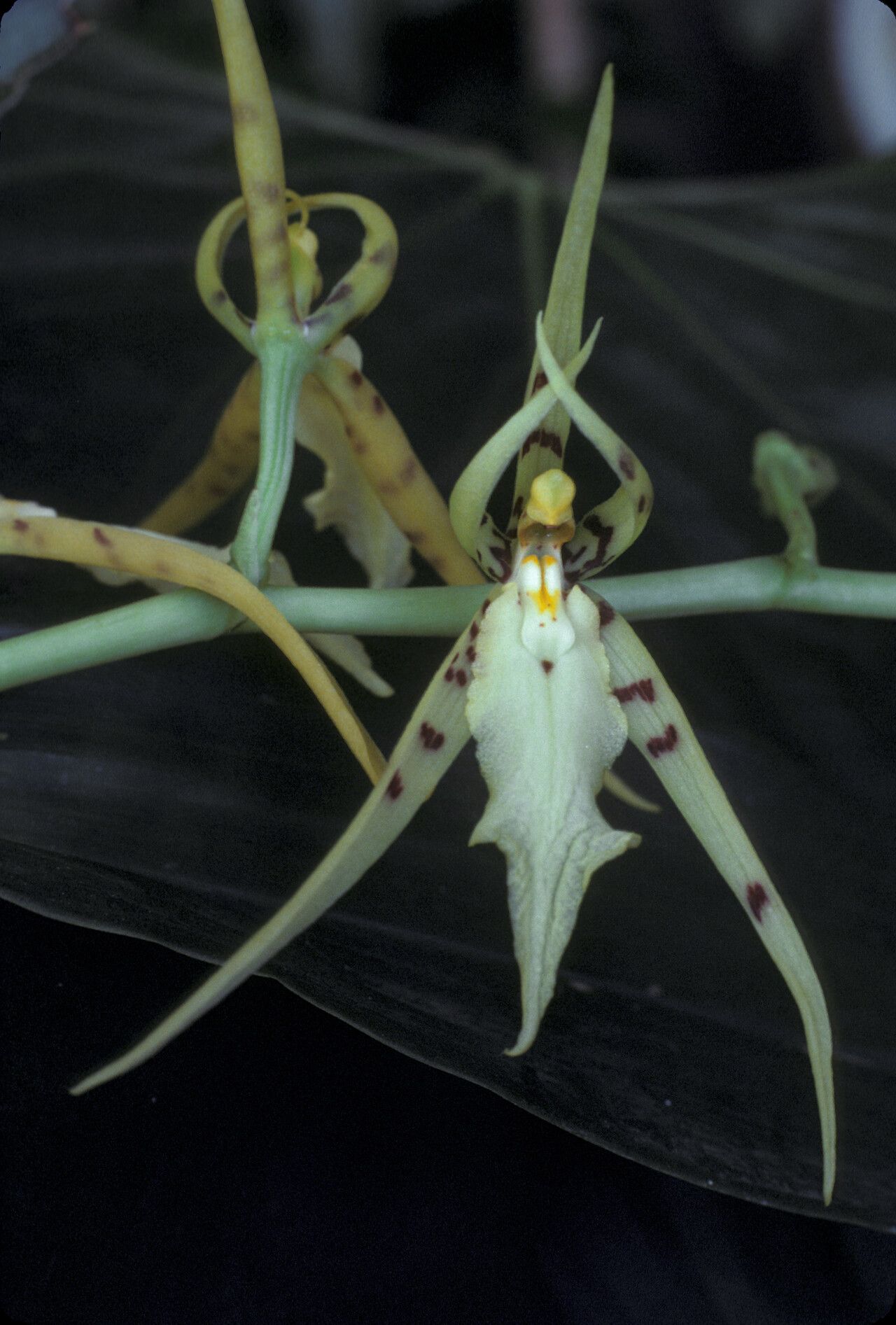 Brassia lanceana flower