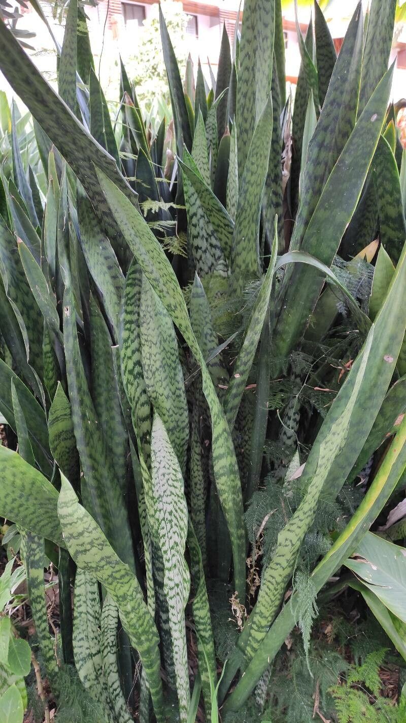 Dracaena aethiopica habit