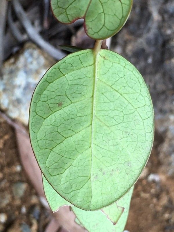 Phyllanthus cornutus leaf