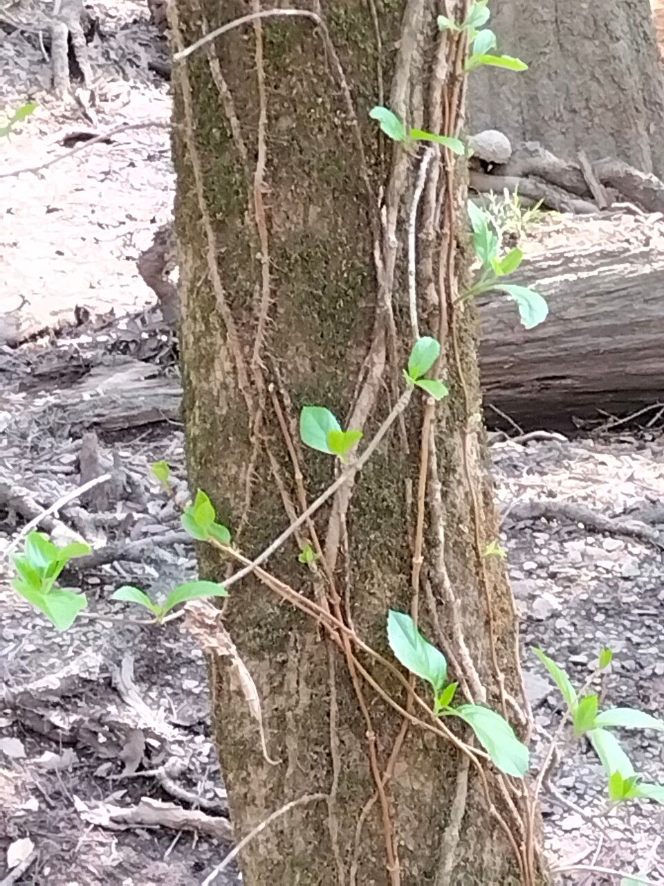 Decumaria barbara habit