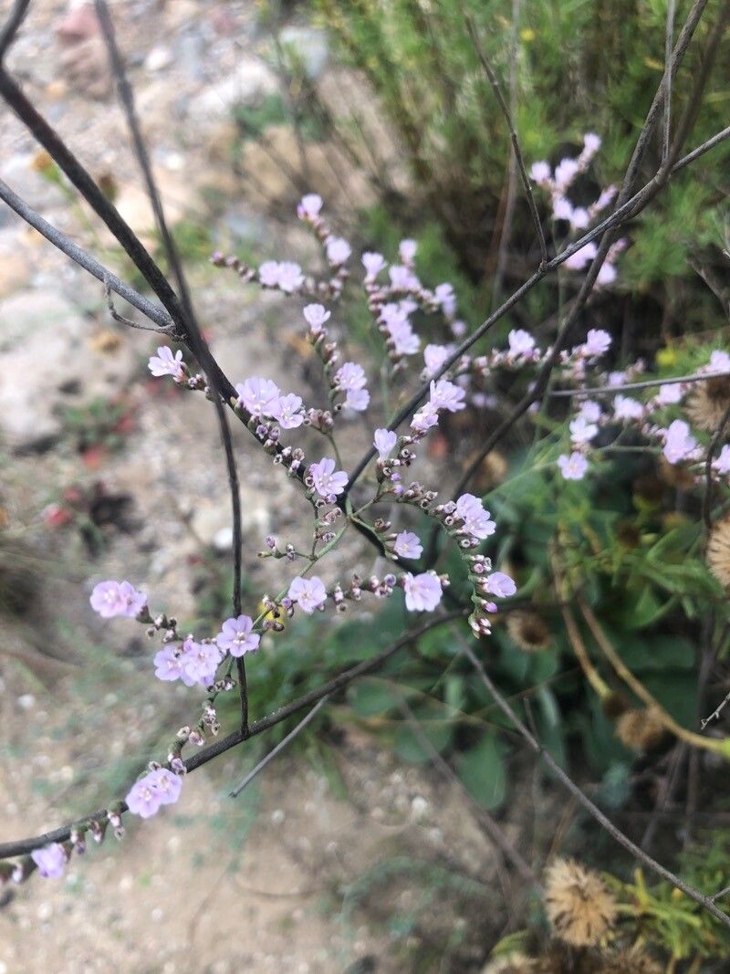 Limonium virgatum flower