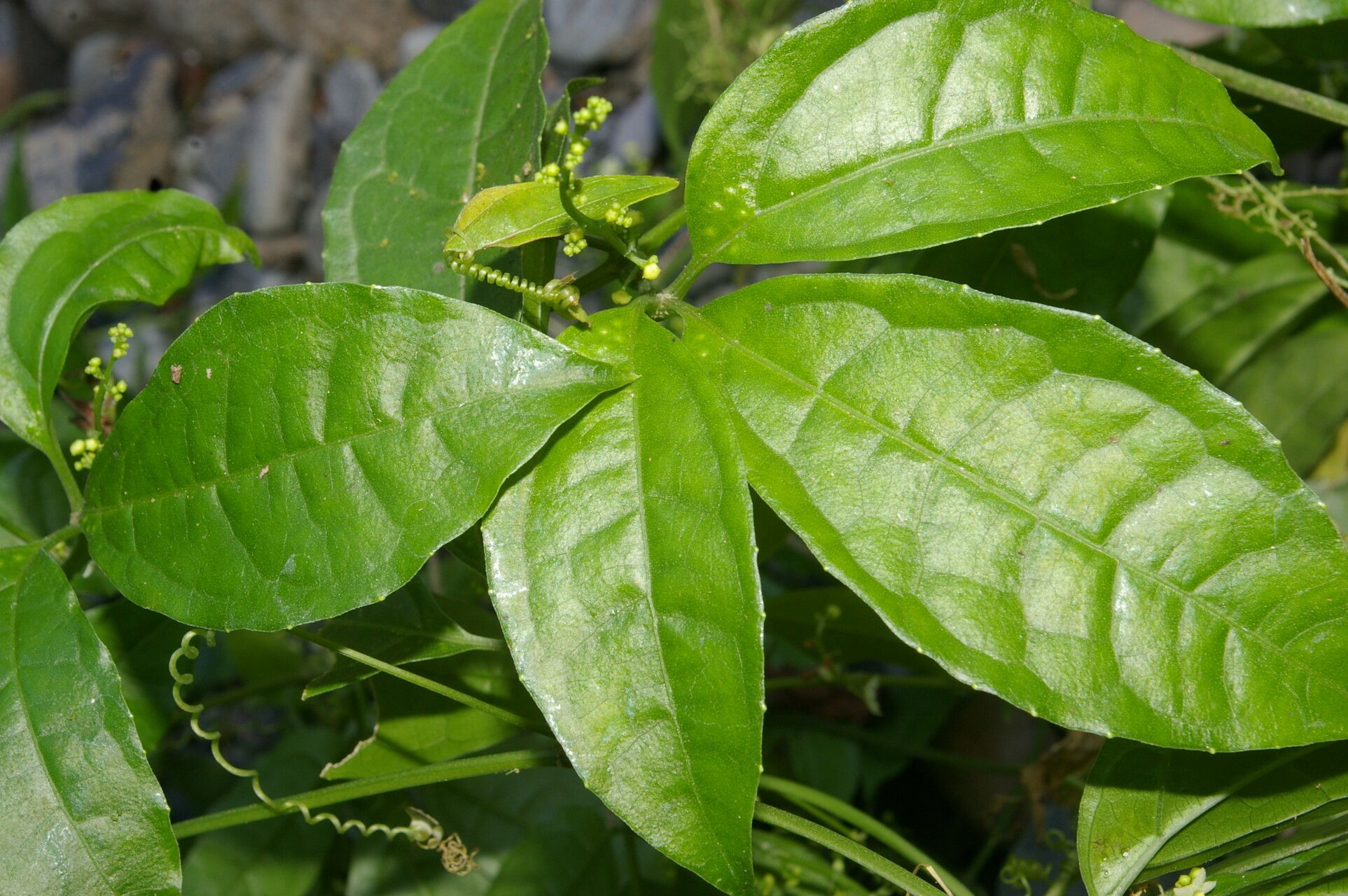 Cyclanthera lalajuela leaf