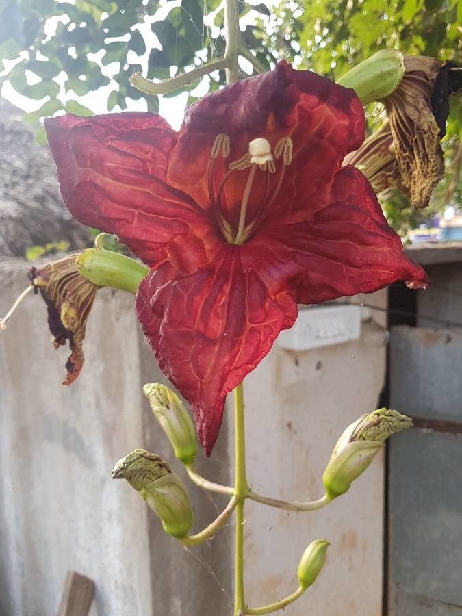 Kigelia africana flower