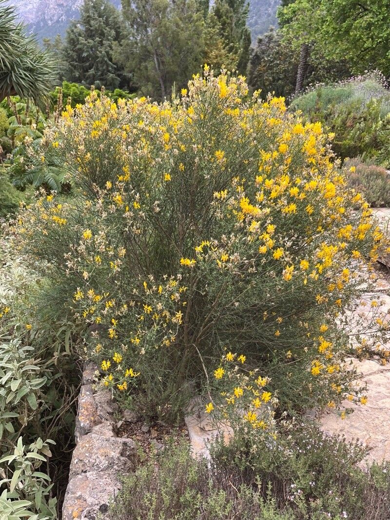 Genista dorycnifolia habit