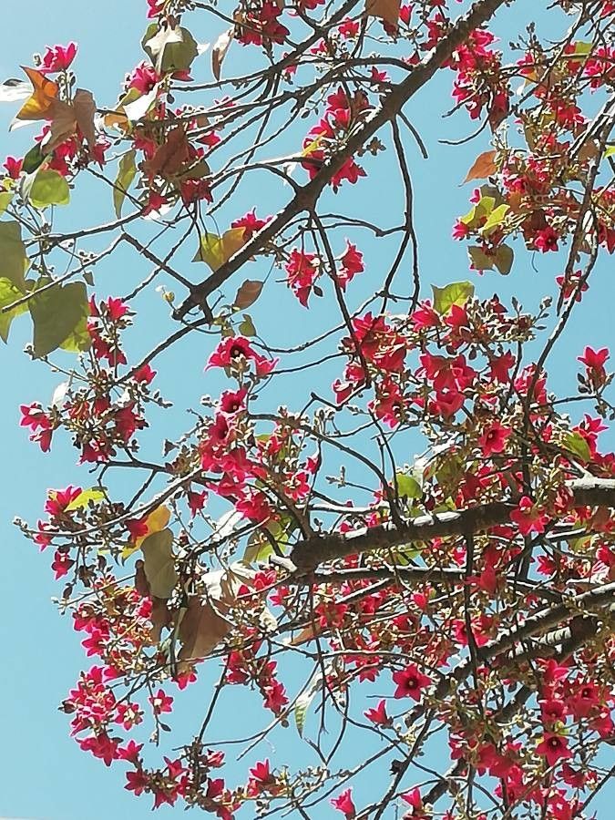 Brachychiton discolor flower