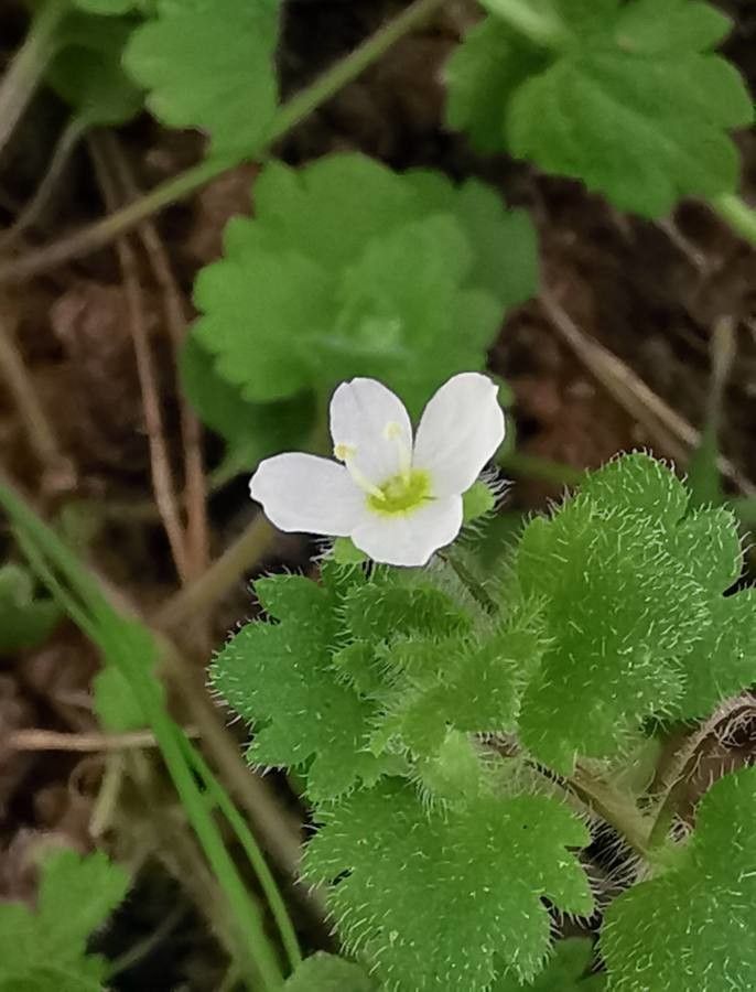 Veronica cymbalaria leaf