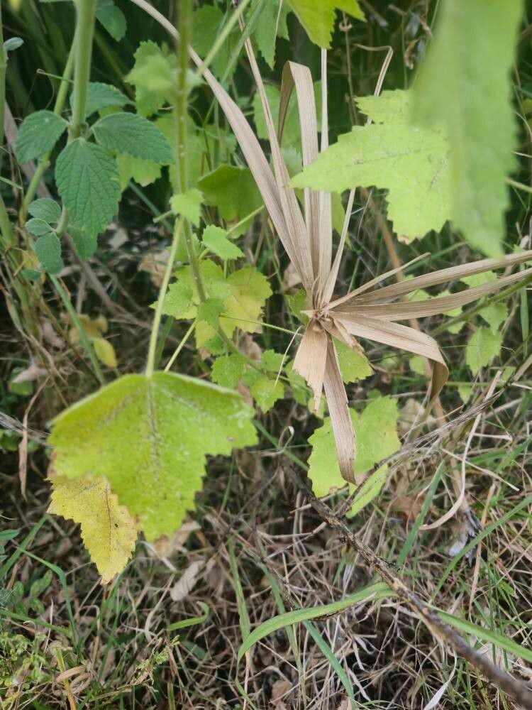Kosteletzkya adoensis habit