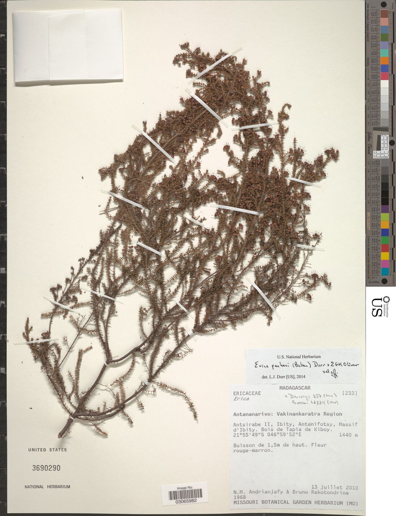 Erica parkeri — search result for 'Erica'