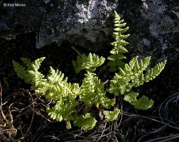 Woodsia scopulina habit