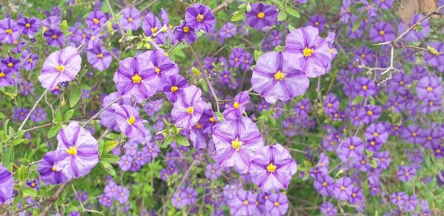 Lycianthes lycioides flower