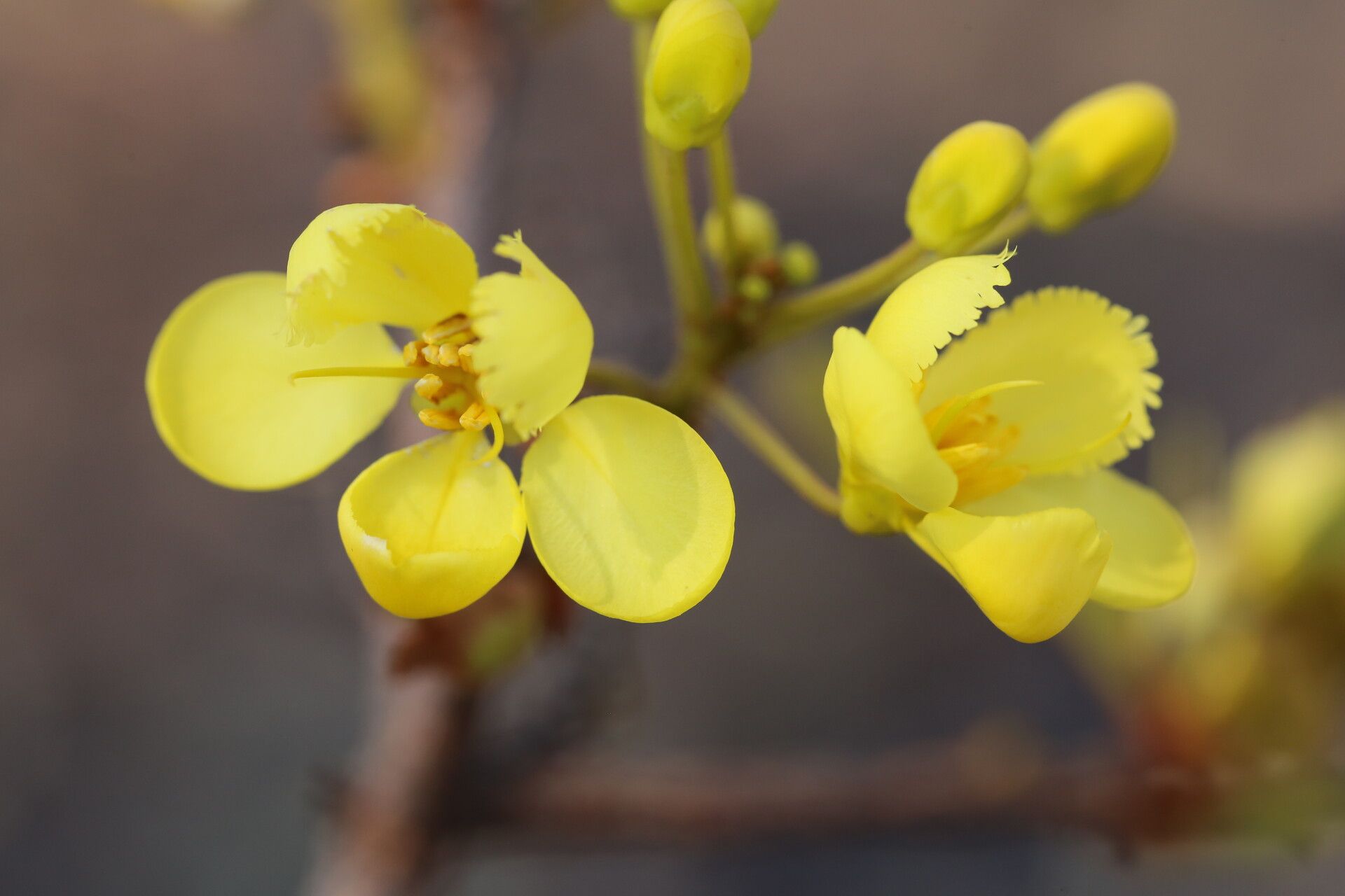 Acridocarpus katangensis flower