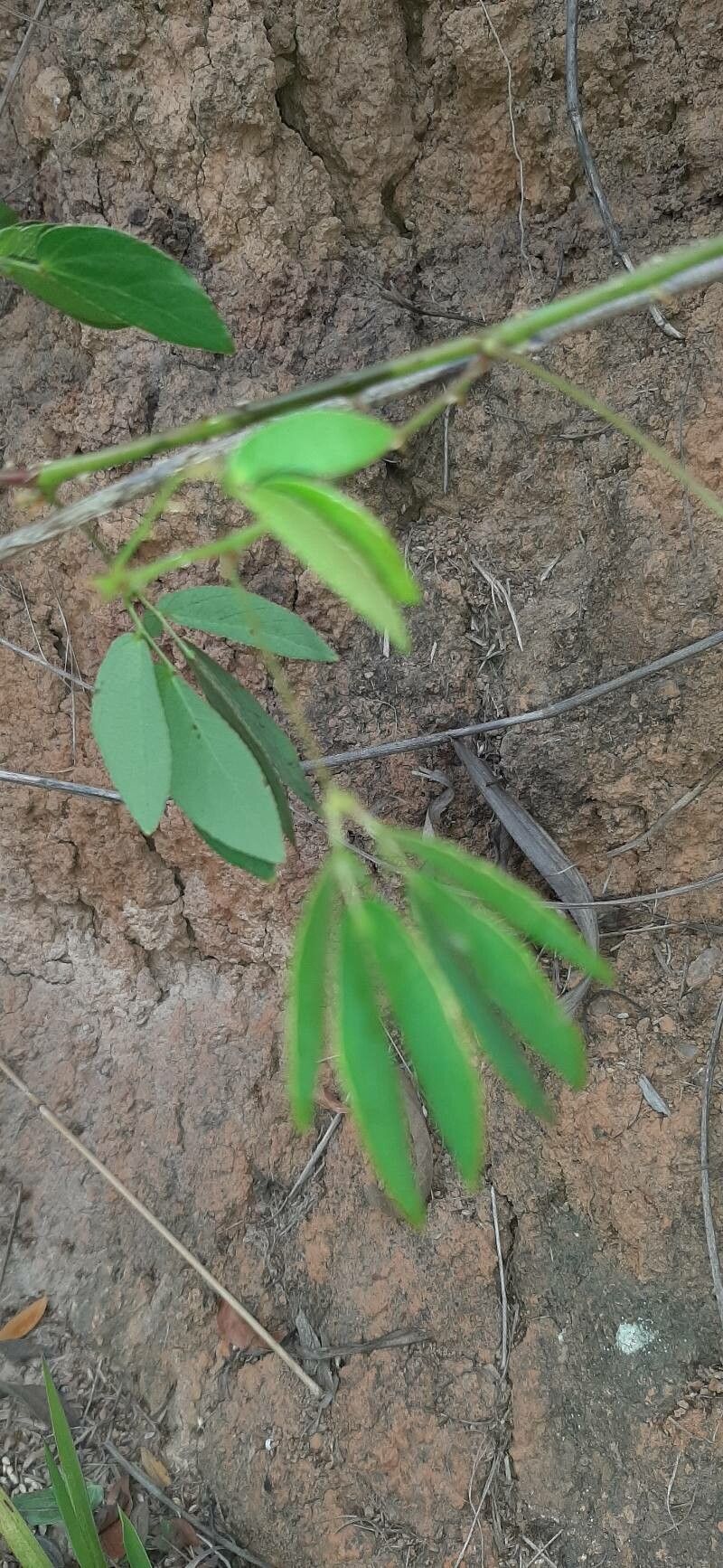 Mimosa velloziana leaf