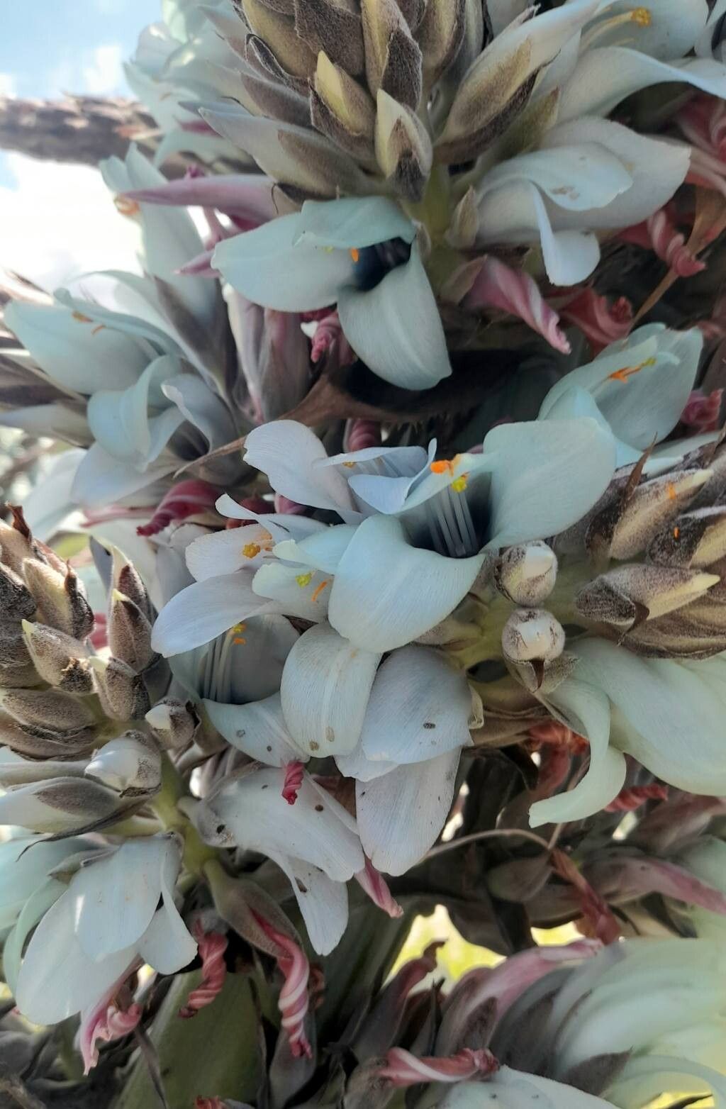 Puya castellanosii flower