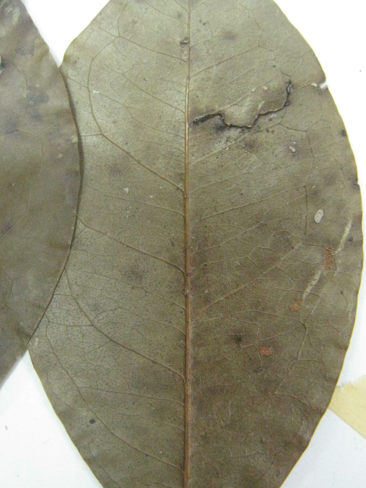 Eugenia gongylocarpa other