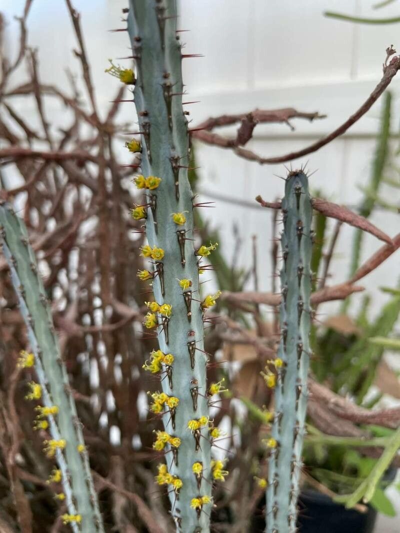 Euphorbia louwii — houseplant care guide