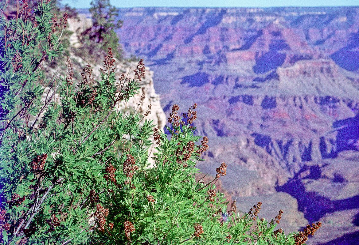 Chamaebatiaria millefolium flower