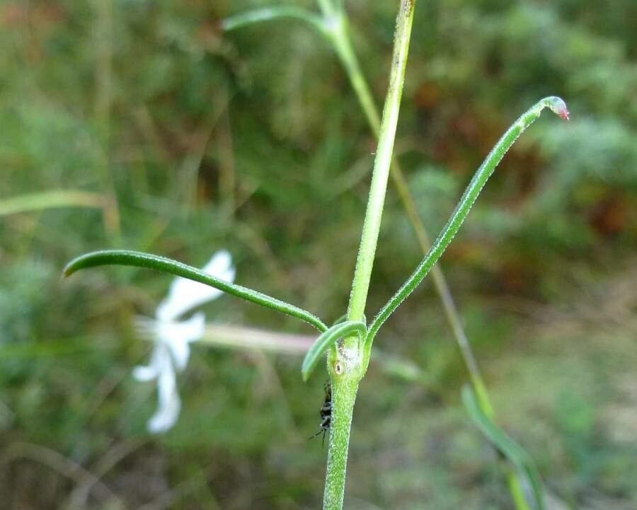 Silene paradoxa leaf