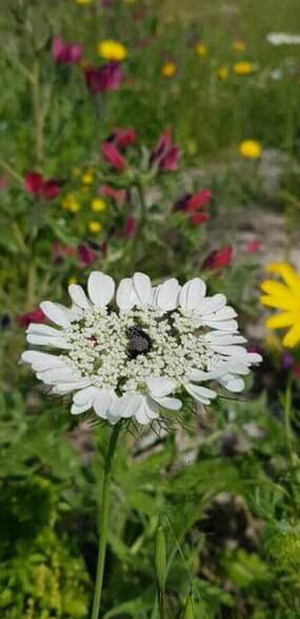 Artedia squamata flower