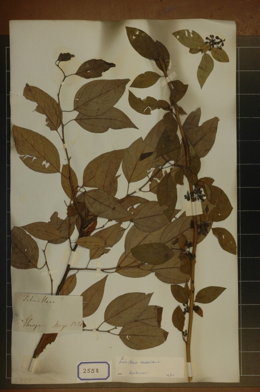 Lindera neesiana other