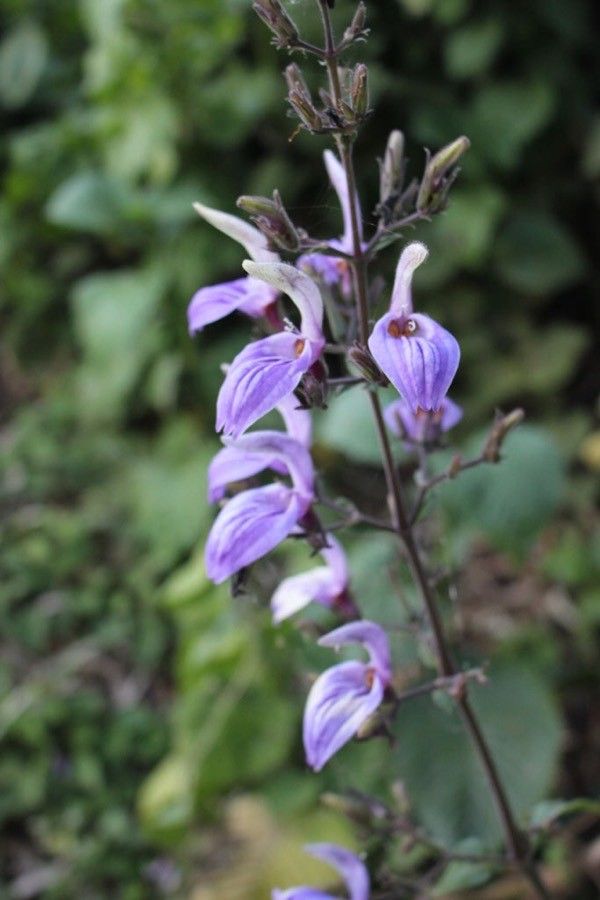 Brillantaisia cicatricosa flower