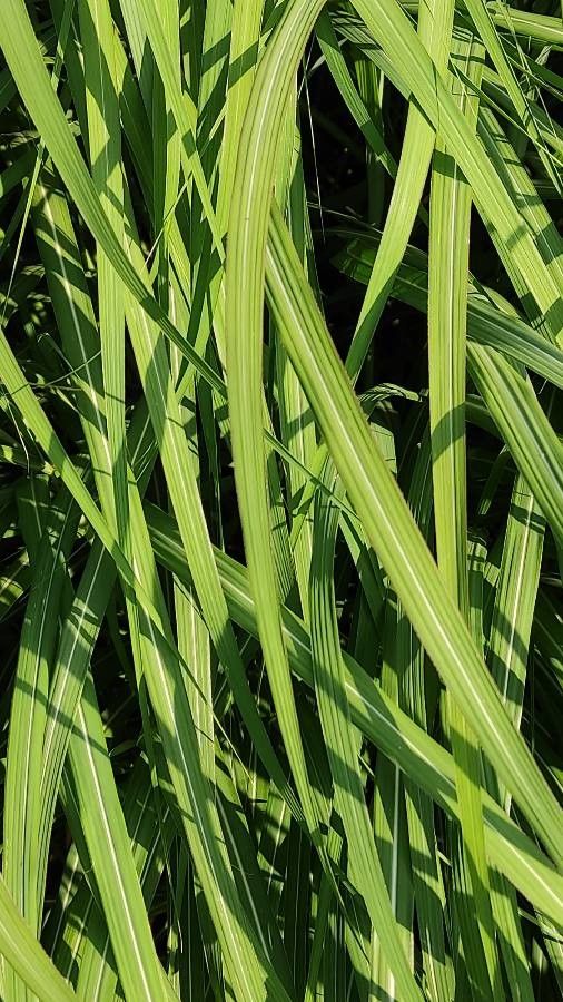 Spartina pectinata — search result for 'Spartina'