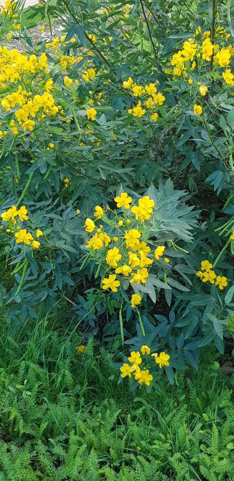 Senna floribunda flower