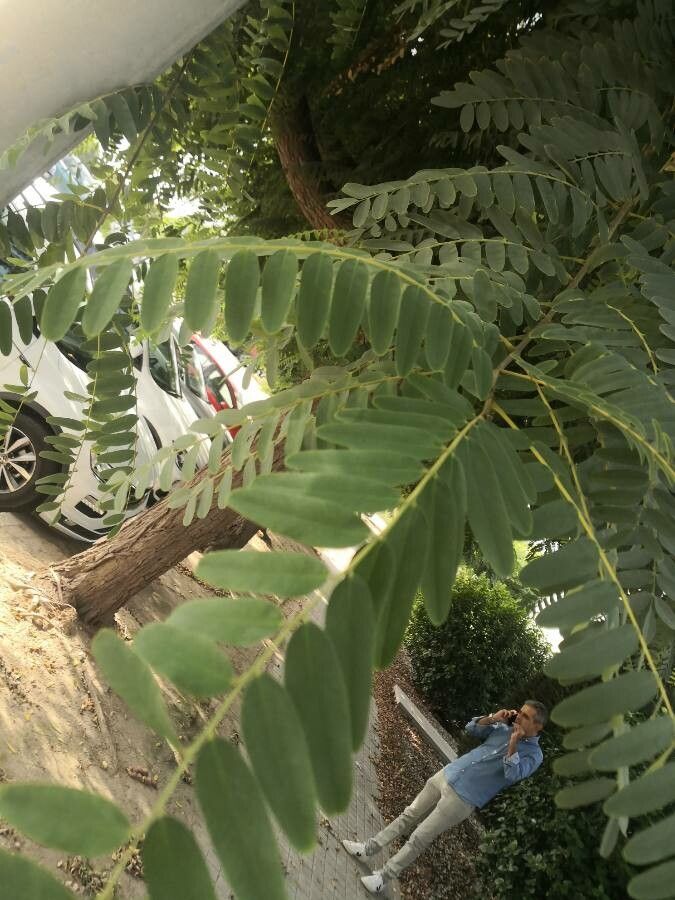 Sesbania grandiflora — search result for 'Sesbania'