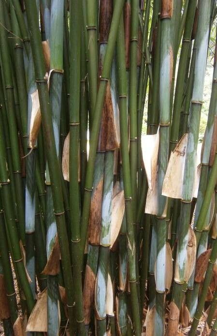 Borinda lushuiensis — related species from the same genus