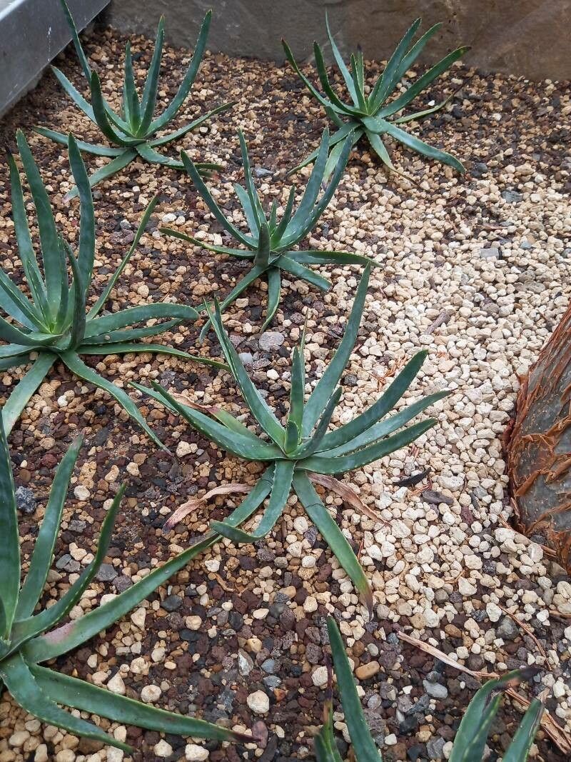 Aloe versicolor habit