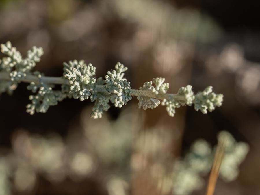 Artemisia pycnocephala leaf