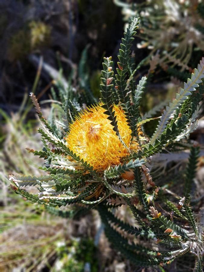 Dryandra nivea flower
