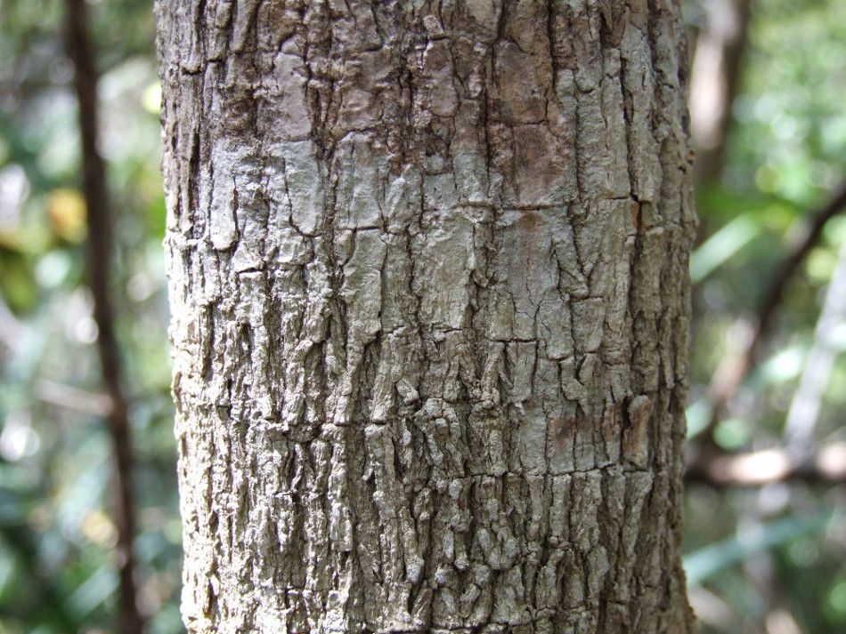 Thiollierea rigaultii bark