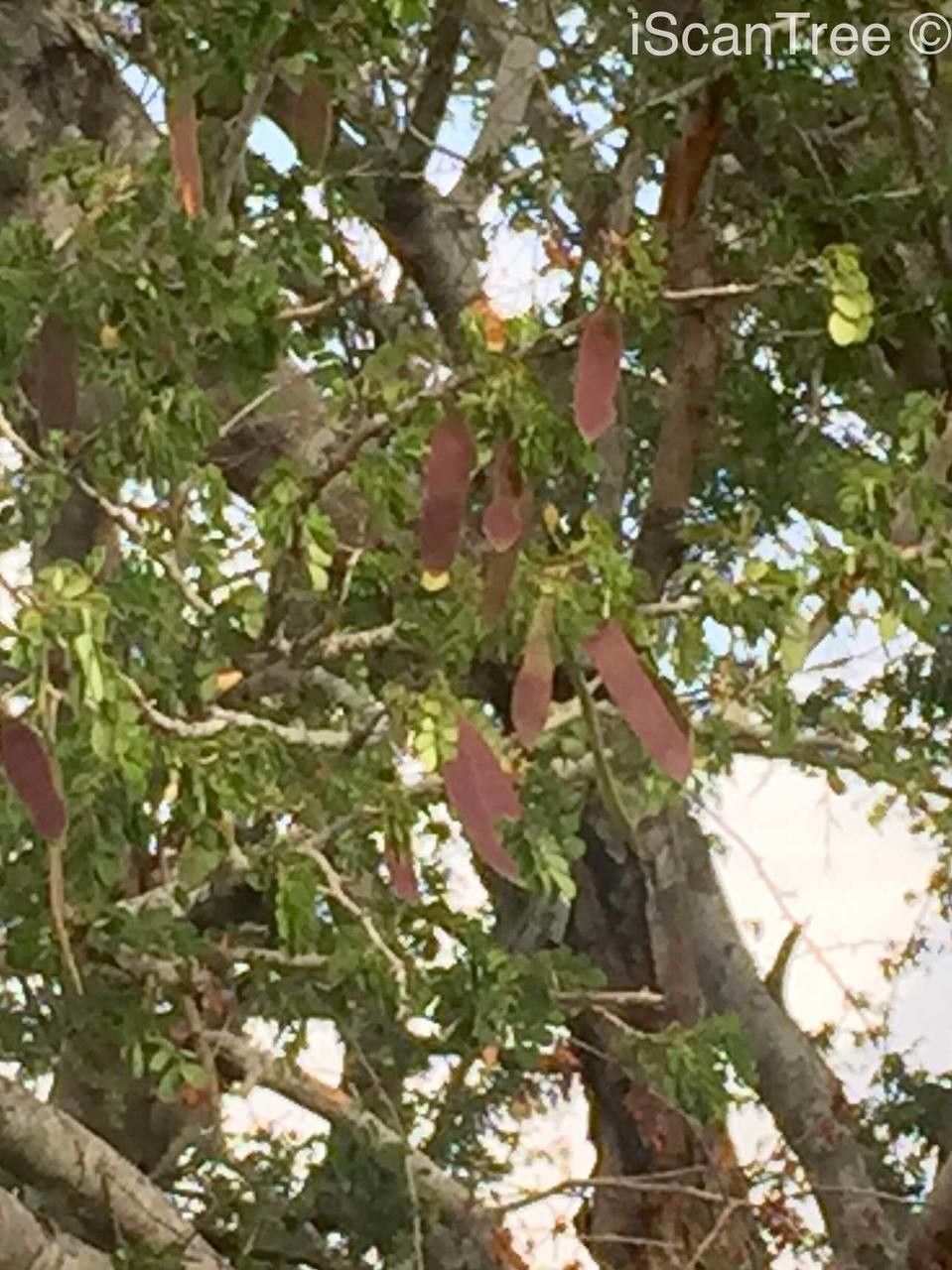 Albizia petersiana — search result for 'Albizia'