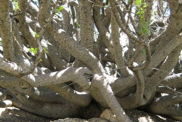 Commiphora dinteri bark