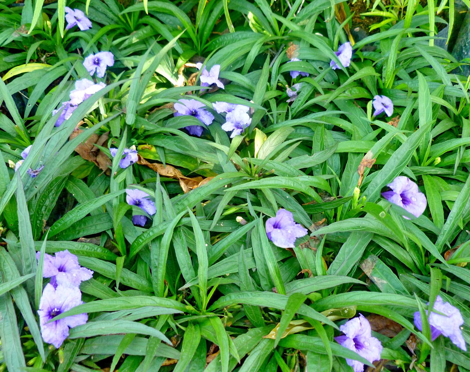 Ruellia angustifolia flower