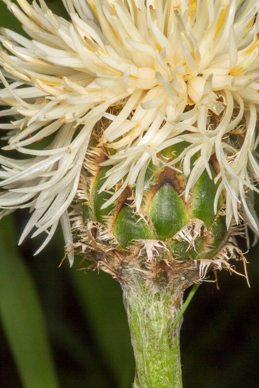 Centaurea dichroantha flower
