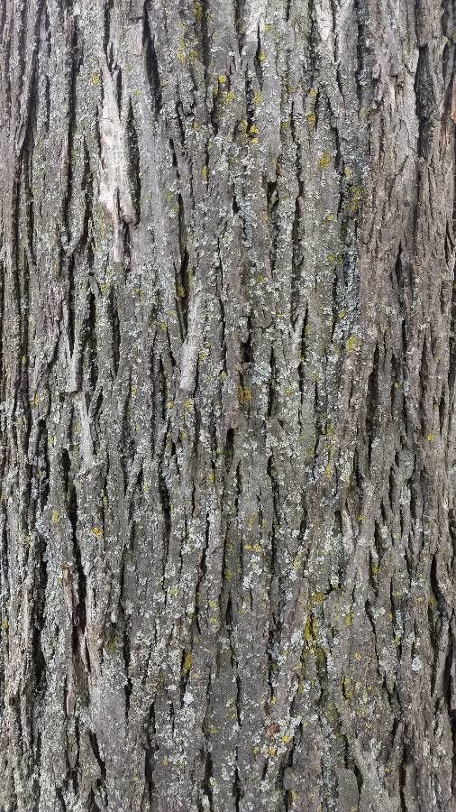 Carya laciniosa bark